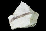Rare Armored Worm (Lepidocoleus) - Haragan Formation #137476-2